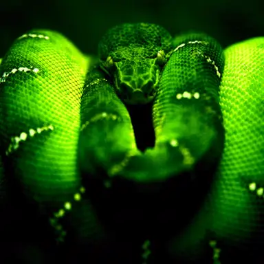 Green Snake game