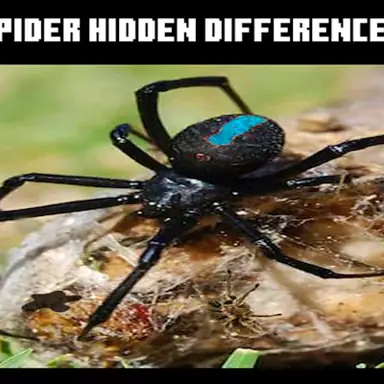 Spider Hidden Difference oyunu